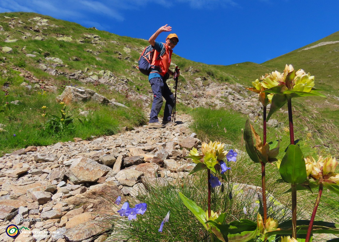 24 Gentiana punctata (Genziana punteggiata).JPG